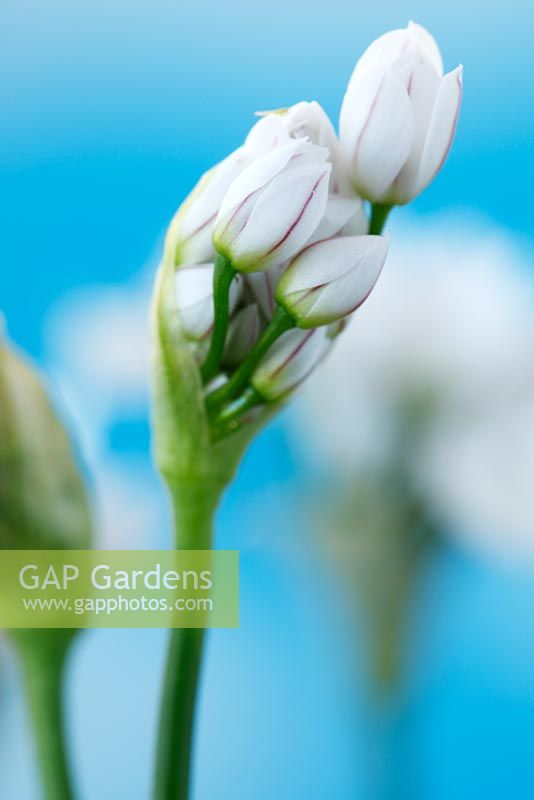 Allium neapolitanum - Neapolitan garlic, also known as Daffodil garlic,  May