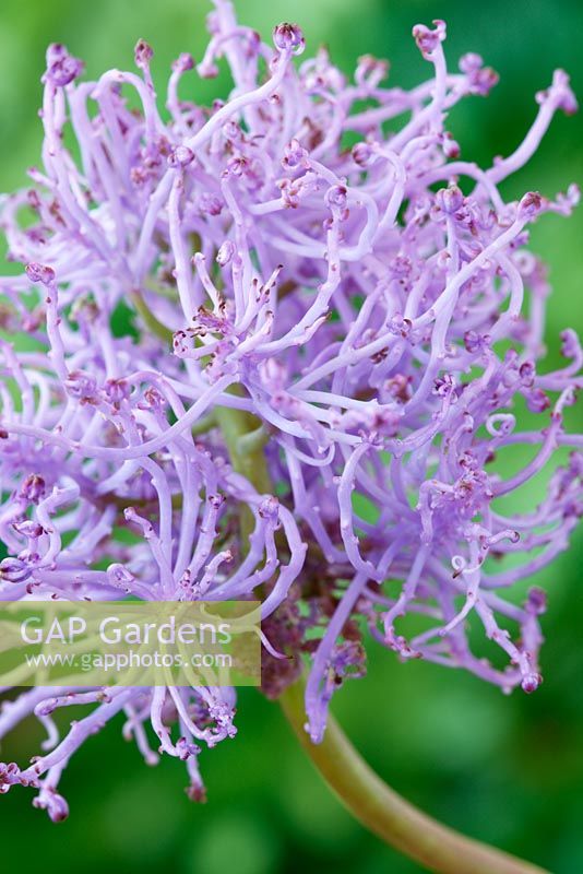 Muscari comosum 'Plumosum' - Feather grape hyacinth 
