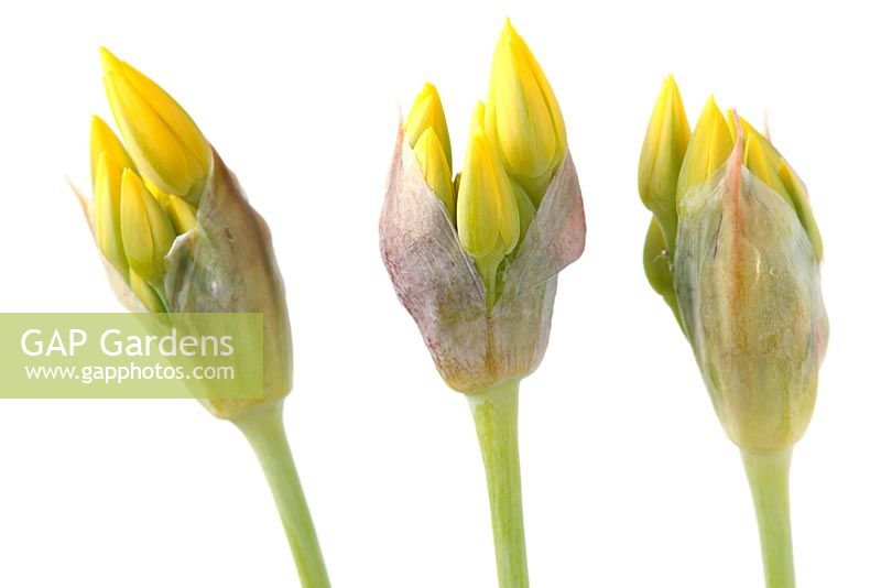 Allium moly - Golden-flowered garlic 
