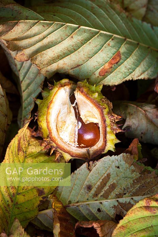 Aesculus hippocastanum  - Conker - Common Horse Chestnut
