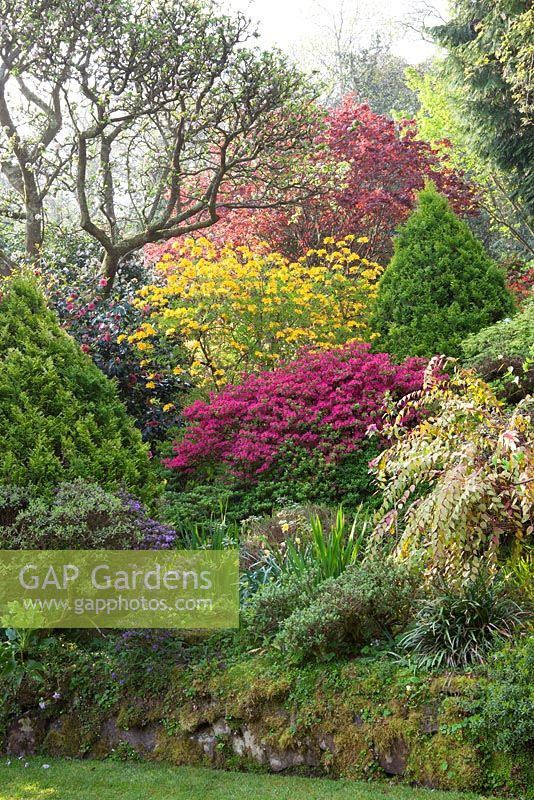 The main borders near the house at Greencombe Gardens, Somerset. Azaleas and Rhododendrons
