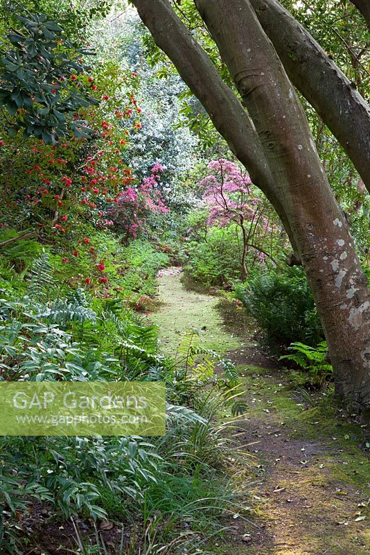 Path through woodland garden with Rhododendrons and  Azaleas framed by trunks of 400 year old holly tree
