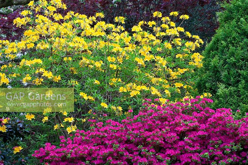 Rhododendron luteum AGM with Kurume azalea in the main border at Greencombe