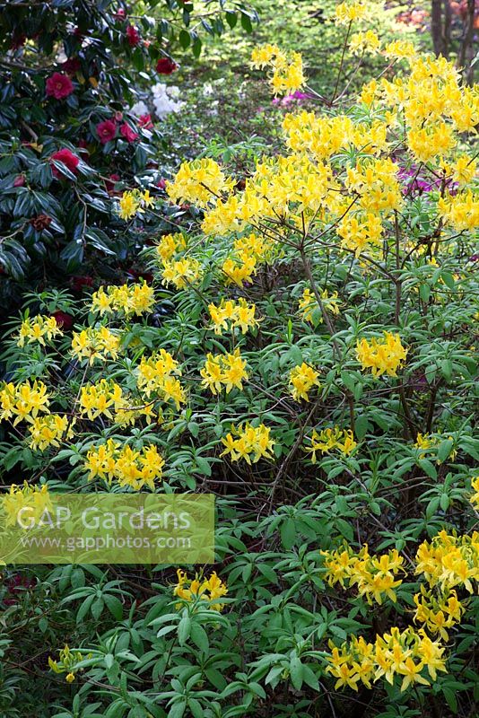 Rhododendron luteum AGM
