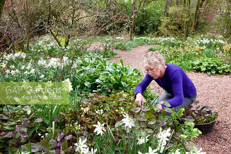 Carol Klein trimming old Epimedium foliage to show off flowers and new leaves