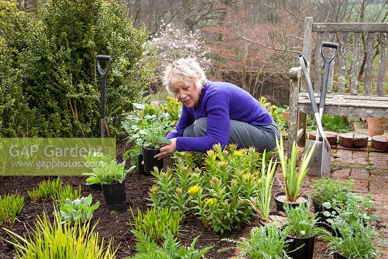 Carol Klein planting out summer flowering plants into a gap in the border. Achillea 'Fanal' syn. 'The Beacon',Rudbeckia fulgida var. deamii, Iris pseudacorus and rheum