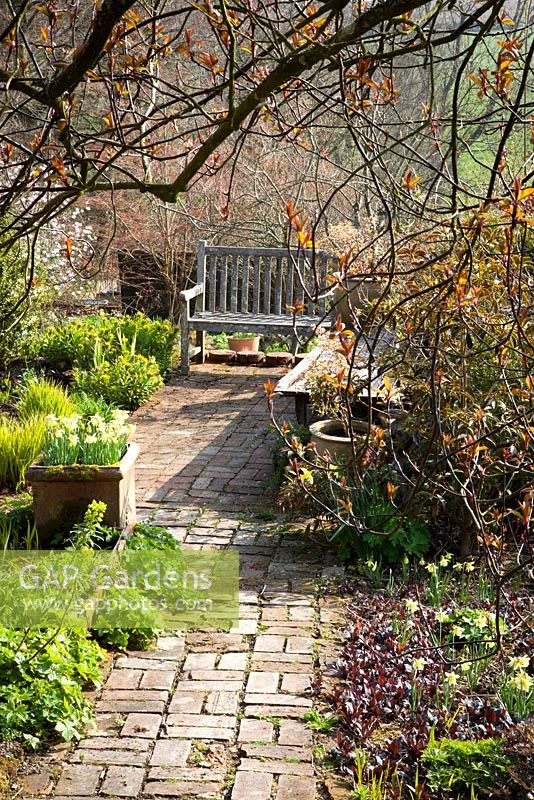 Spring at Glebe Cottage. Brick path, wooden bench, Narcissus 'W.P. Milner' in pots and borders