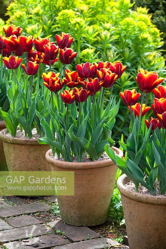 Tulipa 'Abu Hassan' in terracotta pots lining a path at Glebe Cottage. Euphorbia palustris behind