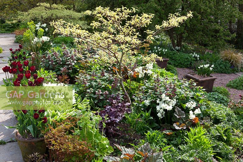 Spring border at Glebe Cottage including Narcissus 'Silver Chimes', Lamium orvala, Cornus controversa 'Variegata', and Tulipa 'Jan Reus' grown in terracotta pots.