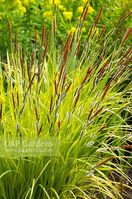 Carex elata 'Aurea' - Bowles golden grass