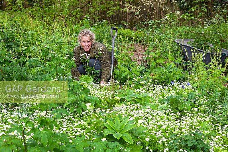 Carol Klein planting Ranunculus aconitifolius amongst Galium odoratum - Sweet woodruff