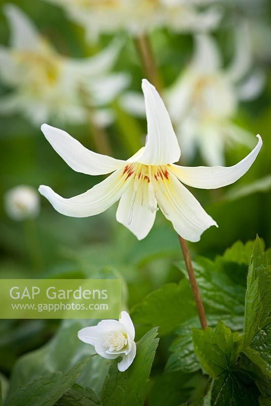 Erythronium californicum 'White Beauty' AGM. Fawn lily