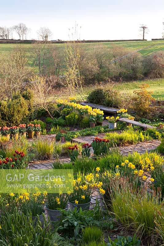 The brick garden at Glebe Cottage in spring. Narcissus jonquilla 'Flore Pleno' (Also known as Narcissus x odorus Plenus) in galvanised buckets and Tulipa 'Abu Hassan' and T. 'Yellow Purissima' in terracotta pots