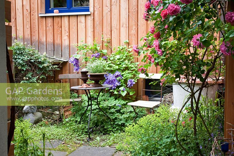 Wood and iron garden furniture next to modern wooden house. Plants include Clematis 'Vyvyan Pennell' and Rosa 'Rosarium Uetersen' 