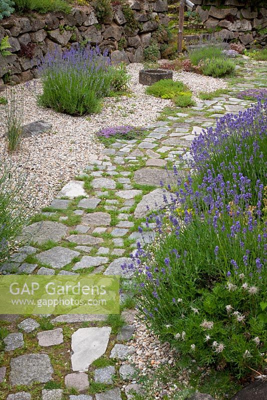 Granite paved pathway edged with lavender through a gravel garden. Plants are Lavandula, Pulsatilla and Thymus