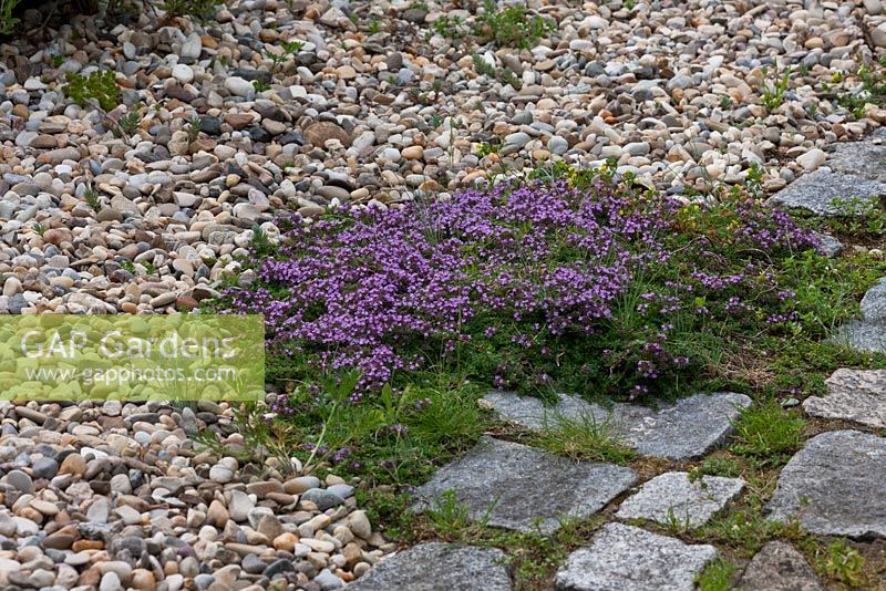 Detail from a gravel garden with granite paved pathway and Thymus praecox