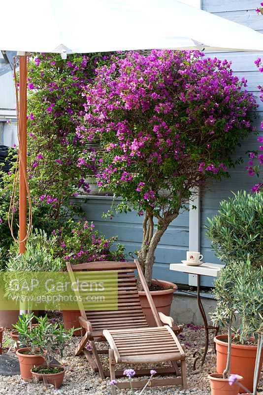 Gravel area with wooden deckchair. Mediterranean plants in pots and a table with coffee cup. Bouganvillea and Olea europaea