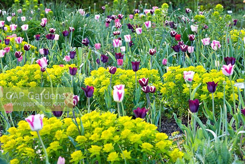 euphorbia polychroma 'major' and tulipa 