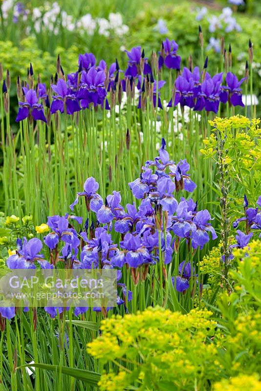Iris sibirica 'blue brilliant' 