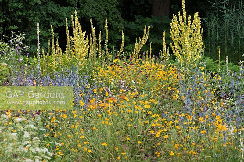 Meadow style mixed summer border 
