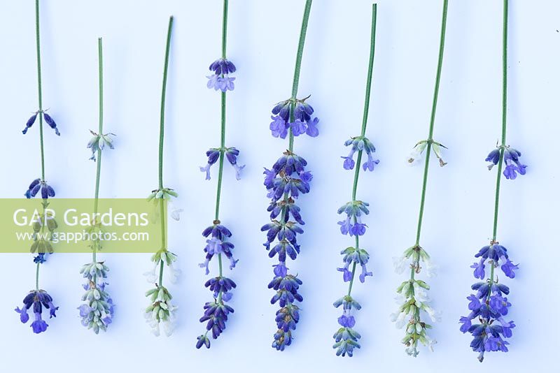 Still life of lavender varieties 
