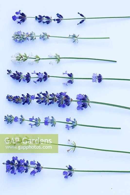 Still life of lavender varieties 