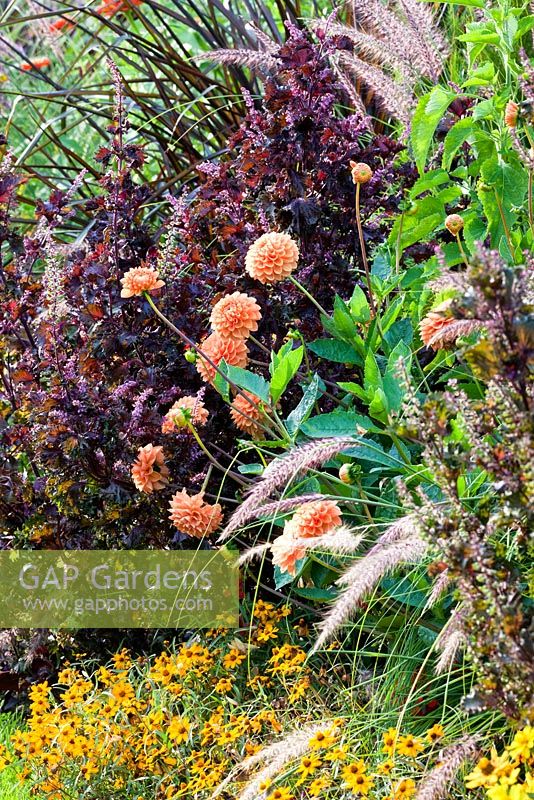 Mixed summer border with Dahlia, Pennisetum and zinnia angustifolia 