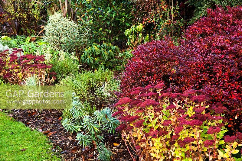 Silver and red border near the house includes berberis, sedums and euphorbias. The Dingle Garden, Welshpool, Powys, Wales