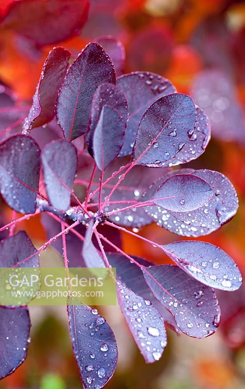 Cotinus leaves with raindrops