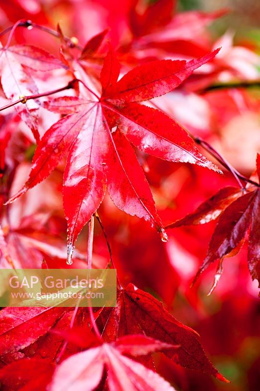 Red acer leaves