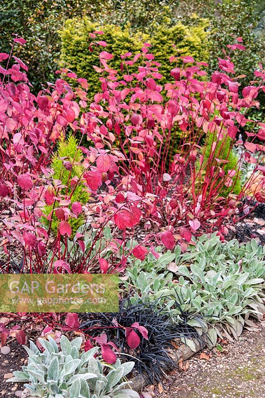 Cornus changing colour in the winter garden with black Ophiopogon planiscapus 'Nigrescens' and silvery Stachys byzantina
