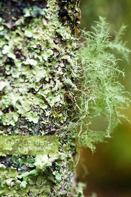 Lichen encrusted tree