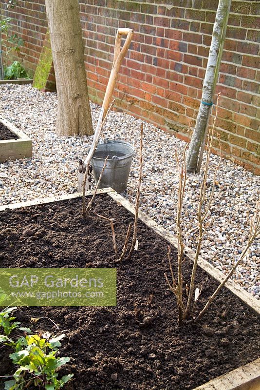 Step by step for planting bare root currant bushes - finished row of plants in raised bed