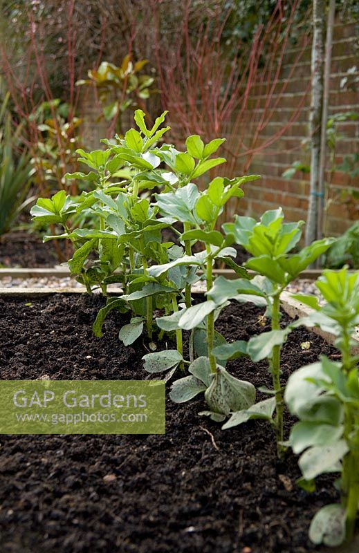 Step by step growing Broad Bean 'Aquadulce Claudia' in raised bed