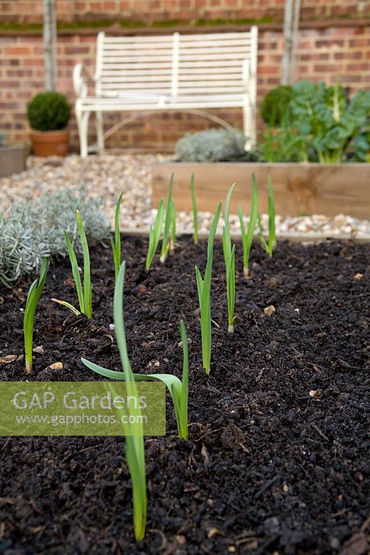Step by step for planting garlic 'early purple wight'