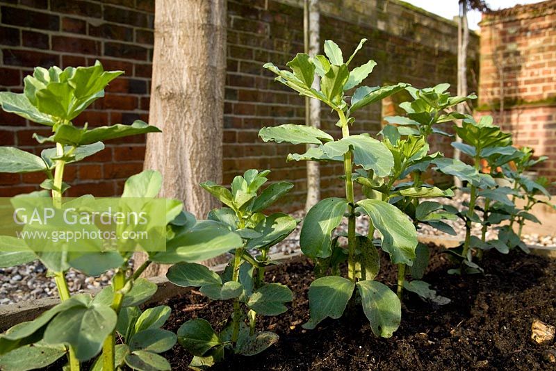 Step by step growing Broad Bean 'Aquadulce Claudia' in raised bed
