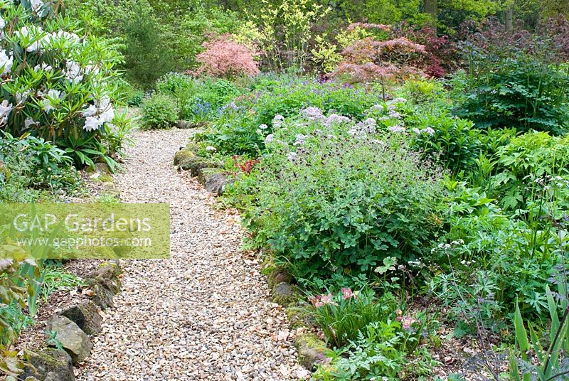 Colourful spring garden with curved gravel path and stone edged beds planted with Chaerophyllum hirsutum 'Roseum', Geranium phaeum, Rhododendron Loderi Group 'Loderi King George', Iris and Acer palmatum