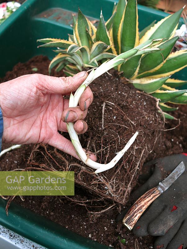 Step by step project. Propagating century plant, Agave from side shoots. Step 4. Cut off any long underground runners. These will form new plants but need to be potted deeply up to where the shoots turn green