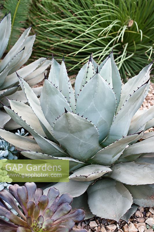 Agave parryi with other succulents in gravel bed