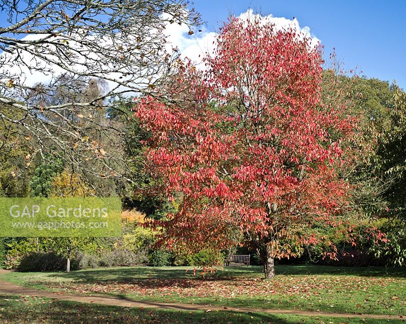 Nyssa sinensis at The Savill Garden, Windsor