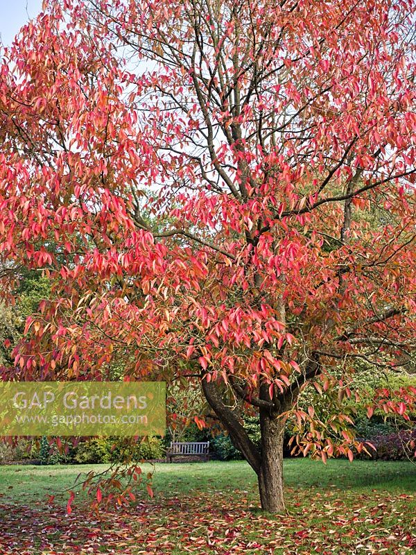 Nyssa sinensis at The Savill Garden, Windsor, UK