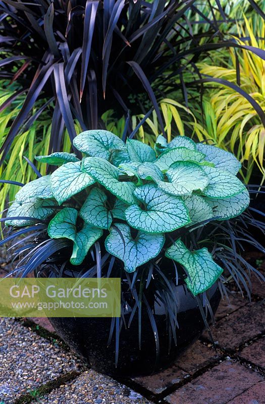Brunnera macrophylla 'Jack Frost' - Sibrerian Bugloss and Ophiopogon planiscapus nigrescens in a glazed container