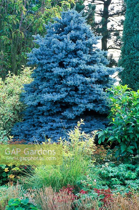 Picea pungens globosa - Blue Spruce in a mixed border