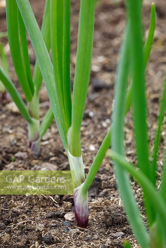 Allium cepa 'Red Baron' AGM - Onion sets that have started to grow, June