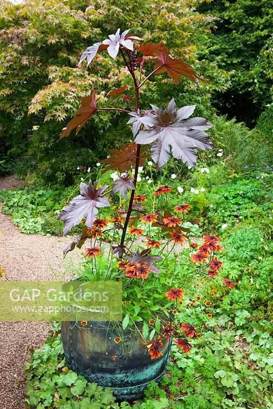 Ricinus communis with Rudbeckia 'Rustic Dwarf' in a copper container at Glebe Cottage. Castor Oil plant
