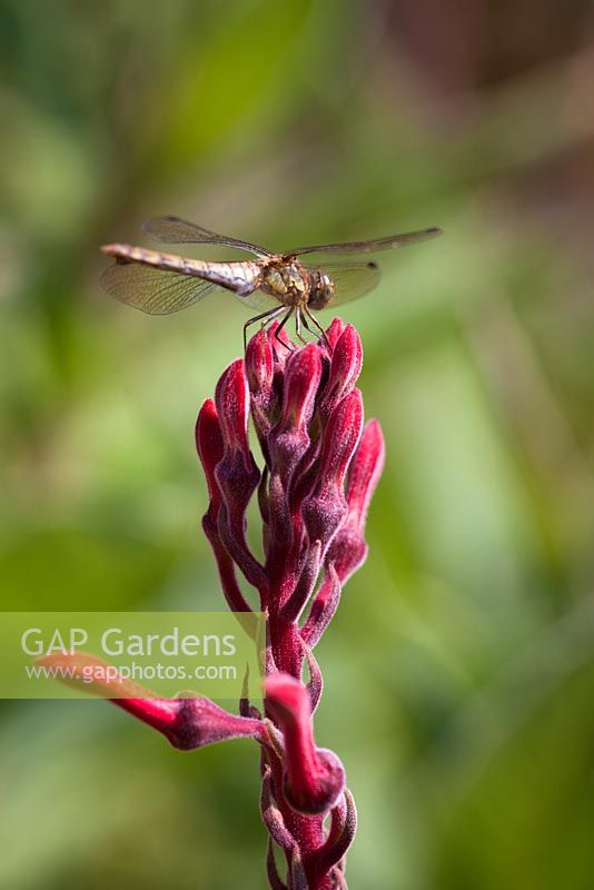 Dragonfly drying its wings on Lobelia tupa