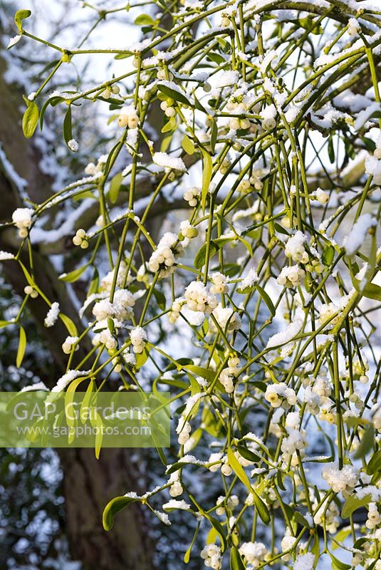 Viscum album - European mistletoe with a covering of snow