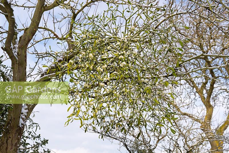 Viscum album - European mistletoe with a covering of snow