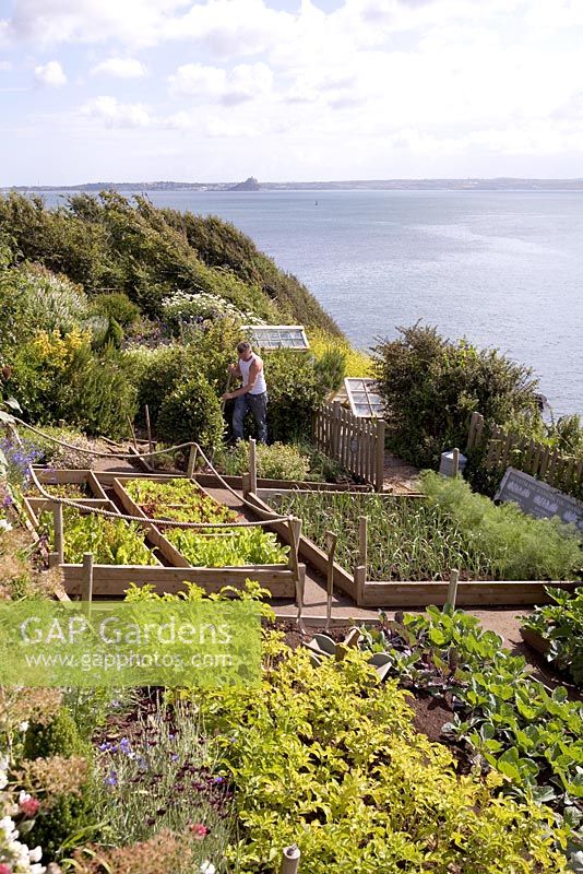 Raised beds with lettuce, potatoes, leeks and cabbages - Coastal allotment, Mousehole, Cornwall
