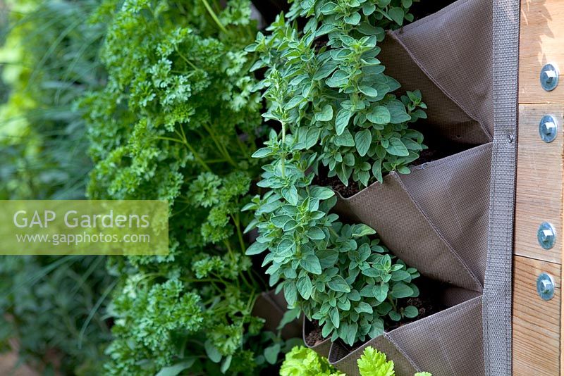 Herbs growing in a vertical vegetable container. The Burgeon and Ball 5 a day Garden. Hampton Court Flower Show 2012
